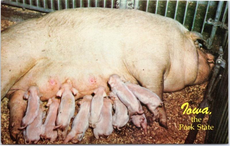 Iowa, The Pork State - Momma Pig Sow and Piglets