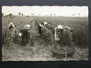 France VENDANGES EN BOURGOGNE Burgundy - Vine Grape Picking - Old RP Postcard