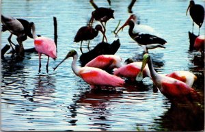 Florida Birds Roseate Spoonbills Feeding In The Everglades