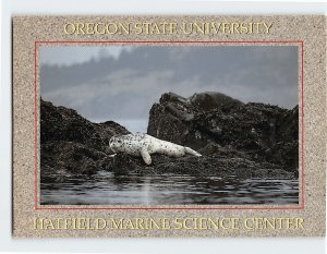 Postcard Harbor Seal, Oregon State University, Newport, Oregon