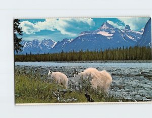 Postcard Rocky Mountain Goat Athabaska River Jasper National Park Canada