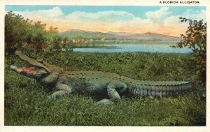 Vintage Postcard A Florida Alligator Reptile Lake Water Animal H&WB Drew Co. Pub