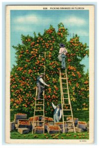 Picking Oranges in Florida Men Ladders Boxes Linen 1937 Postcard 