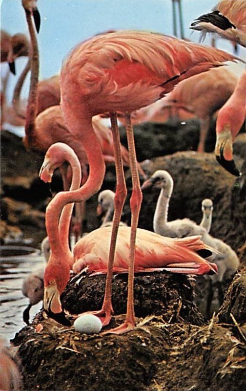 Flamingos Animals, Misc, Unused 