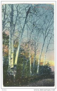 Birches, Mount Royal, Montreal, Quebec, Canada, PU-1913