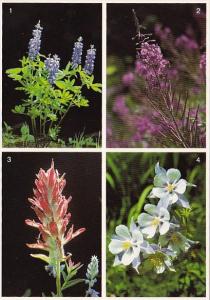 Colorado Wildflowers Lupines Fireweeds Paintbrush Columbine Vail Colorado