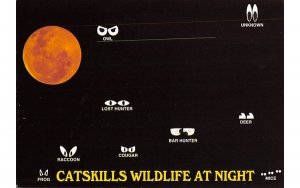 Catskills Wildlife at Night Ulster Park, New York