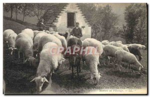 Old Postcard Folklore the Pyrenees Sheep grazing