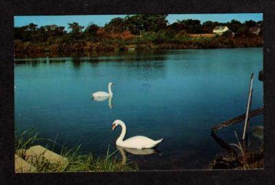 MA Swans WEST TISBURY MARTHA'S VINEYARD CAPE COD MASS