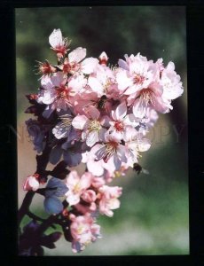 211908 SPAIN CADIZ beautiful flowers photo