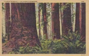 California Forest Primeval California Redwood Trees