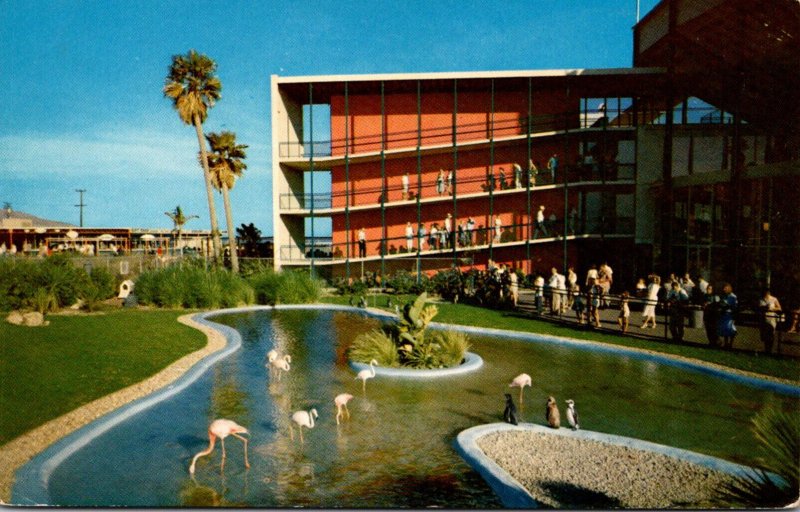 California Marineland Of The Pacific Flamingo and Penguin Pool