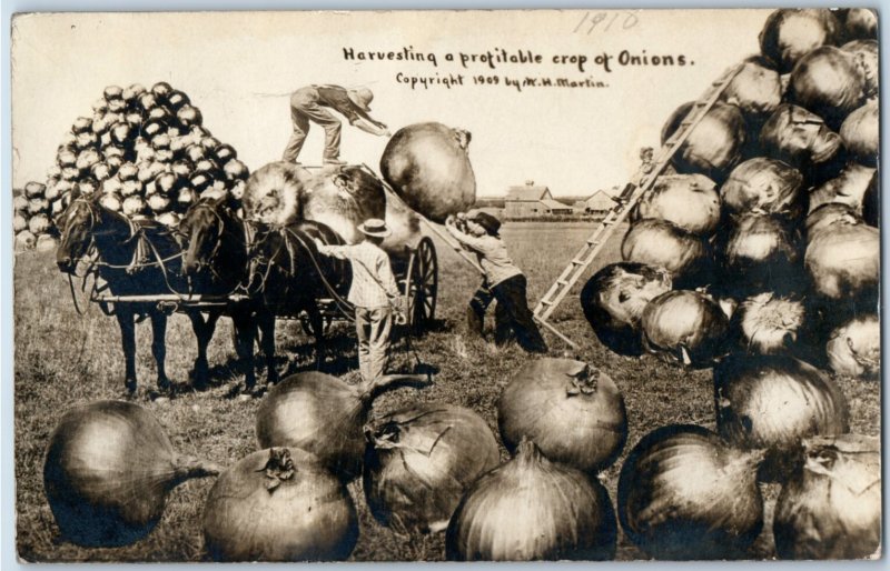 c.1909 Giant Onions W.H. Harvesting Crop Real Photo Postcard RPPC P211