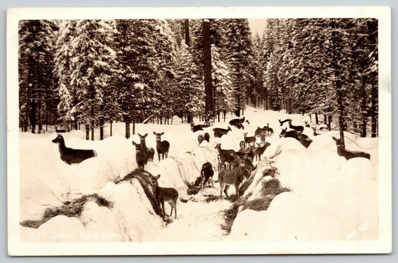 North Idaho~Deer in Snow Trenches~Snow-Flocked Pine Trees~Ross Hall 1940s RPPC