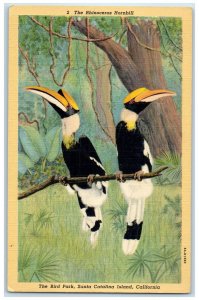 c1940 Rhinoceros Hornbill Bird Park Santa Catalina Island California CA Postcard