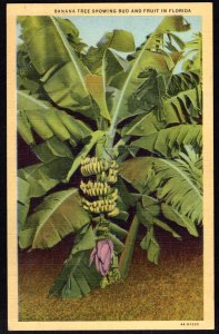 Florida Banana Tree showing Bud and Fruit - Linen