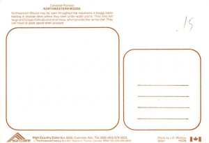 Canadian Rockies   Moose 