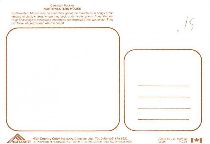 Canadian Rockies   Moose 