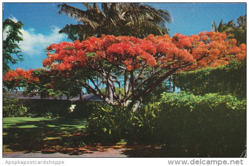 Hawaii The flame Tree Royal Poinciana 1978