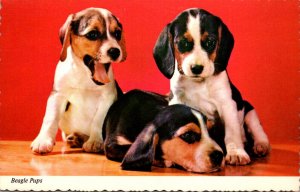 Dogs Beagle Puppies