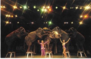 The Ponderous Pachyderms Elephants at Circus World 1982 Orlando Florida