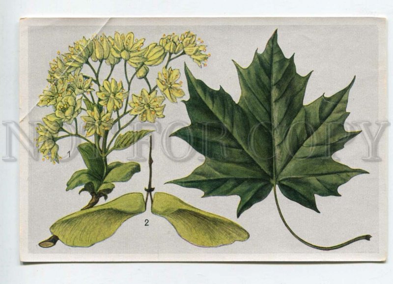 428057 Flower Acer platanoides Vintage Sammelwerk Tobacco Card w/ ADVERTISING