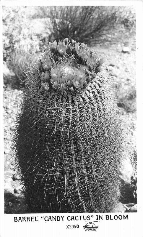 Barrel Candy Cactus in Bloom Frasher RPPC real photo 2349