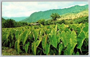 Postcard Taro Patch - Poi - Hawaii