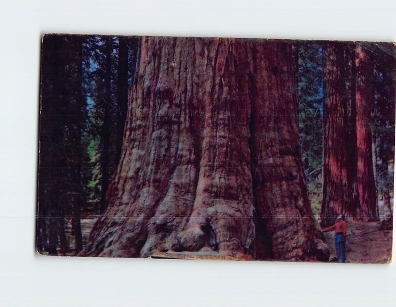 Postcard Base Of General Sherman Tree, Sequoia National Park, California