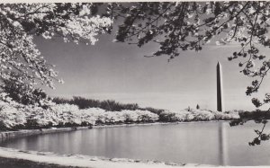 Washington D C The Cherry Blossoms Along Tidal Basin Real Photo