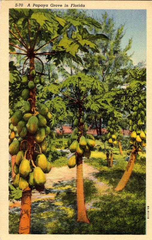FL - Papaya Grove, Plantation