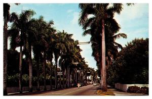 postcard Avenue of Palms planted by Edison, Fort Meyers, Florida