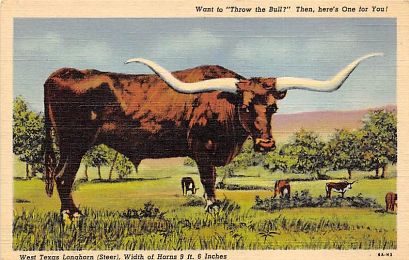 Want To Throw The Bull - Texas Longhorn, Texas TX  