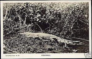 kenya, East African Game, CROCODILE (1950s) RPPC