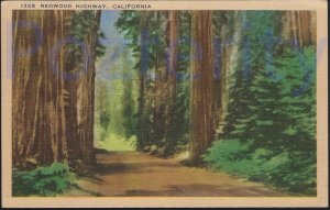 LINEN 1955 (1328)  ON THE REDWOOD HIGHWAY  CALIFORNIA