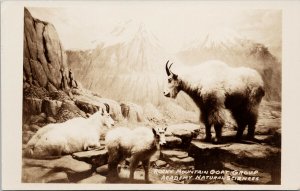 Rocky Mountain Goat Group Academy Natural Sciences Unused RPPC Postcard F85