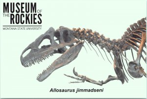 Allosaurus Jimmadseni Museum of Rockies Bozeman Montana POSTCARD