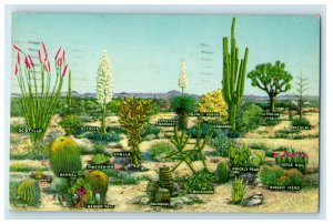 1958 A Few Varieties of Desert Vegetation Tucson Arizona AZ Postcard 