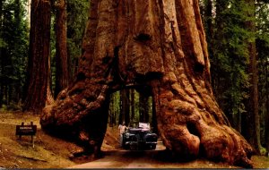California Yosemite National Park Wawona Tunnel Tree