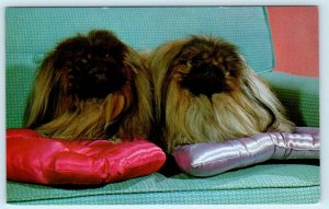 Dogs CHAMPION PEKINESE (Pekingese) ~ on Satin Pillows ca 1960s  Postcard