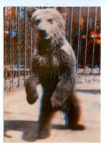 498605 USSR 1967 year Latvia Riga Zoo Brown bear cub stereo volumetric postcard