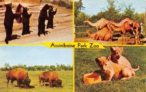 WINNIPEG, Canada  ASSINIBOINE PARK ZOO  Lion Cubs~Bears~Camels  1970 Postcard