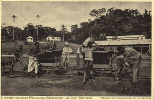 cameroon, West African Plantation Victoria, Transport Cocoa Beans (1922)