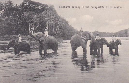 Elephants Bathing In The Katugastota River Ceylon