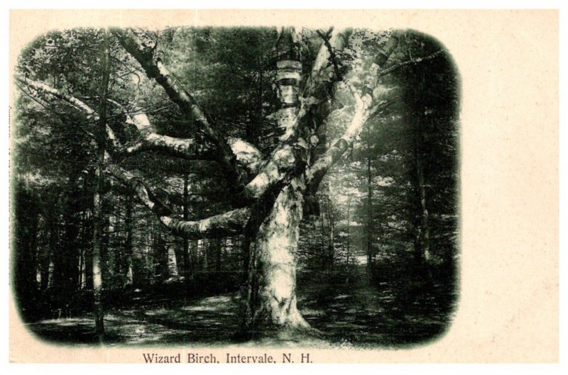 New Hampshire Intervale  Wizard Birch