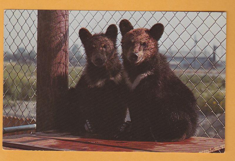 Two Moon Bears Postcard Animals Wildlife Japanese Deer Park