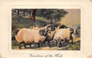 US18 Europe UK sheep flock ram scene Guardians of the flock painting postca 1908