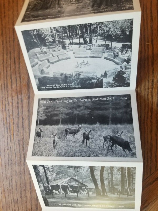 Pacific Novelty Postcard Foldout Views of California Redwood Park c1920