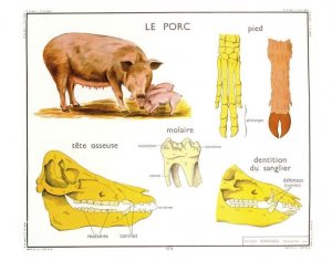 Pig French Pigs Le Porc Skeleton Skull French Chart Educational Postcard