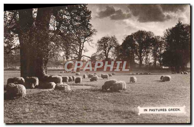 Postcard Old In Pastures Green Sheep